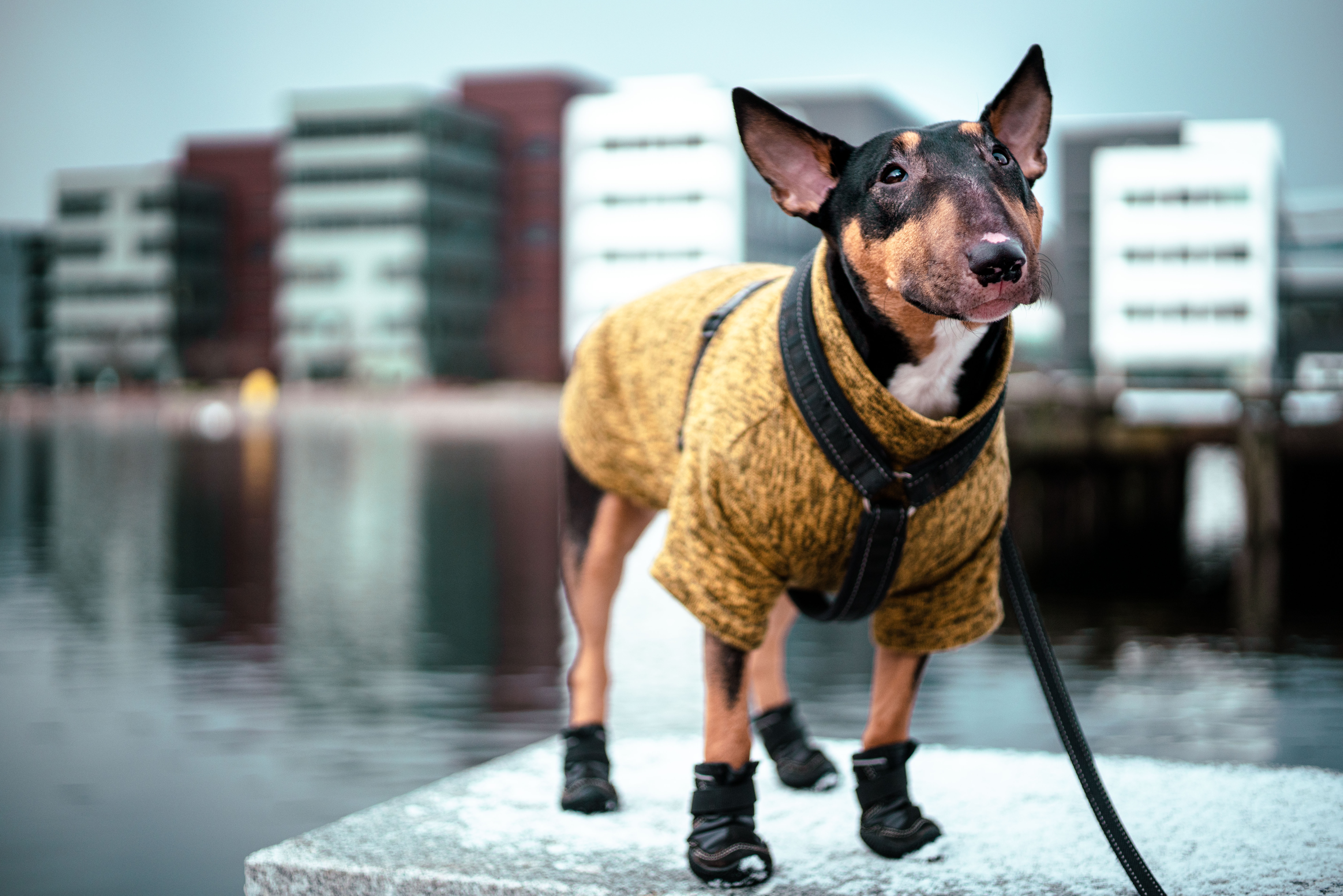 Picture of Maggie the dog.